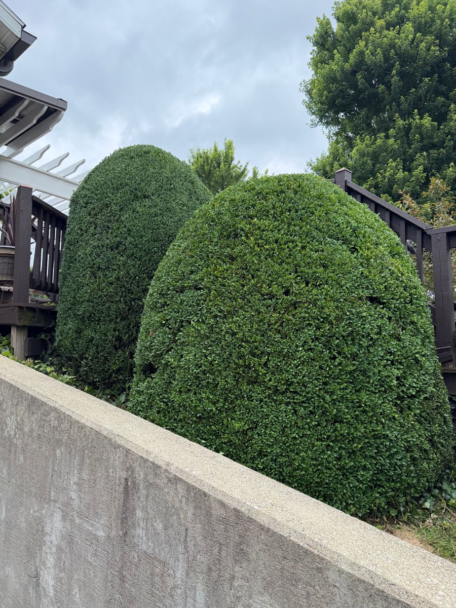 Tree & Shrub Care for Yard Barbers in Paoli, IN