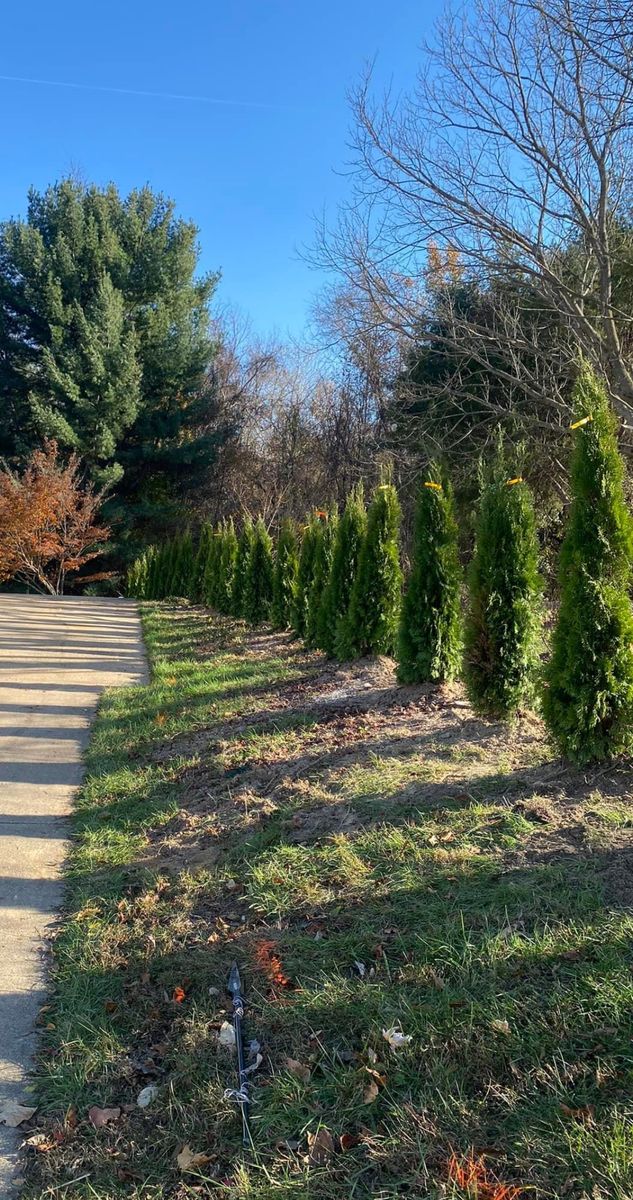 Tree planting for Branch Out Tree Care LLC in Fredericksburg, VA