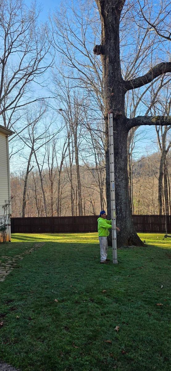 Emergency Tree Services for Hamlett Tree Service LLC in Clover, VA
