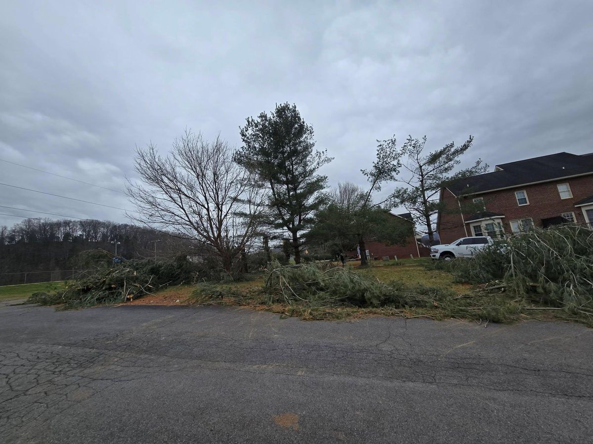 Tree Removal for M&L Lumber and Excavating in Jonesborough, TN