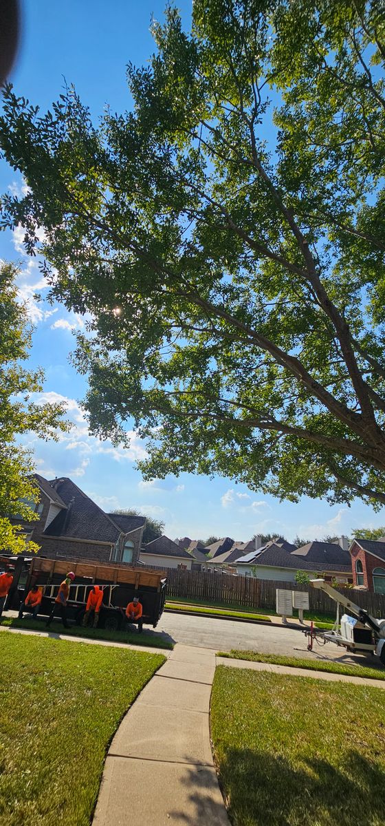 Tree Trimming for Servin's Tree Care  in Houston, TX