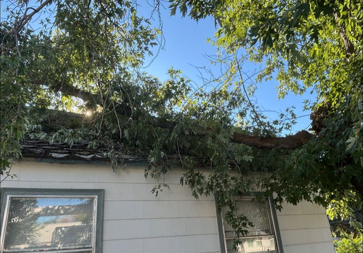 Tree Trimming for Ascension Tree Care LLC in Yakima County, WA