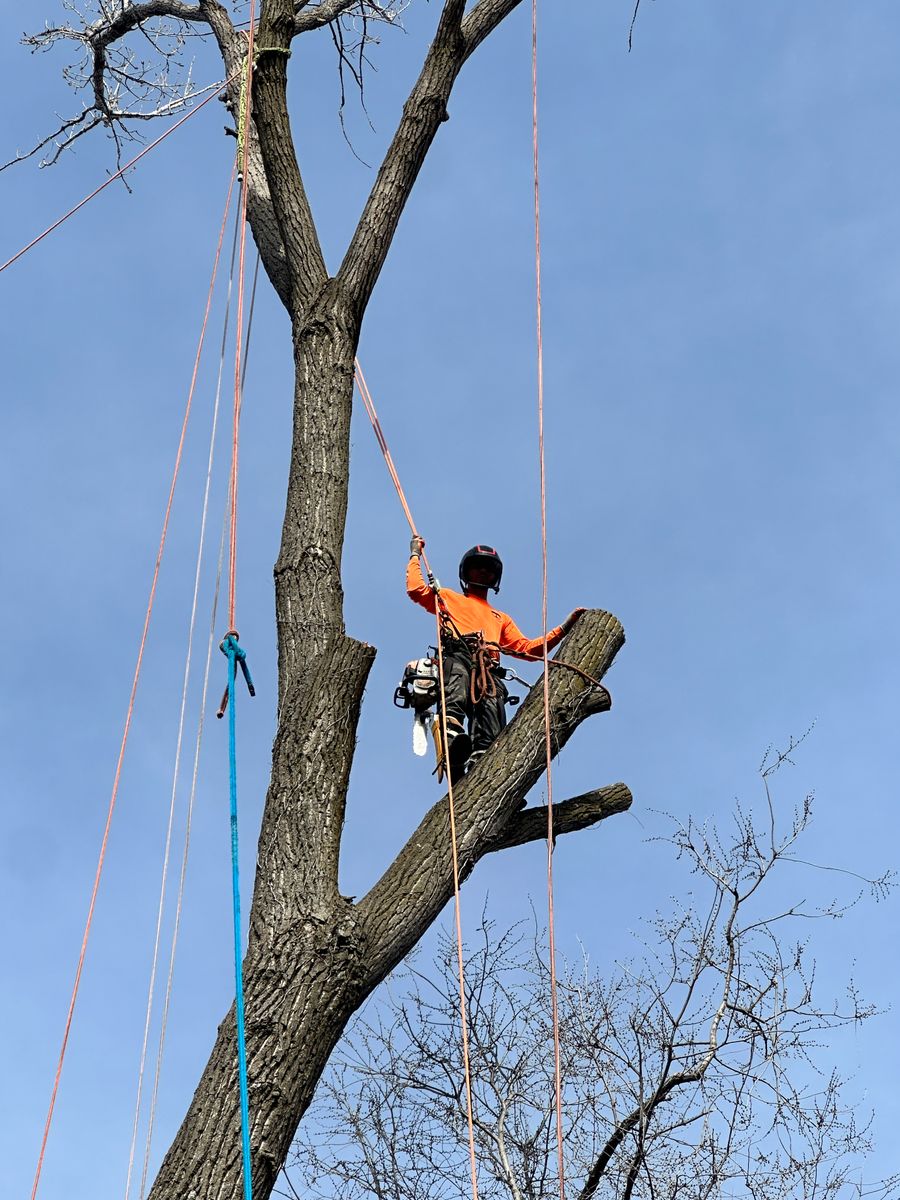Tree Trimming for Cross Family Tree Service in Kearney, MO