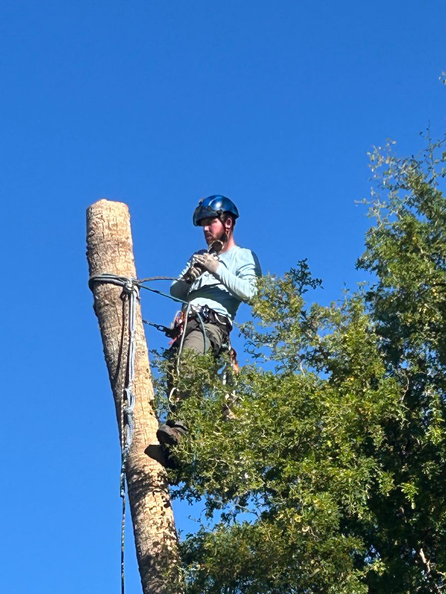 Palm Tree Removal for Copperhead Solution in Phoenix, Arizona