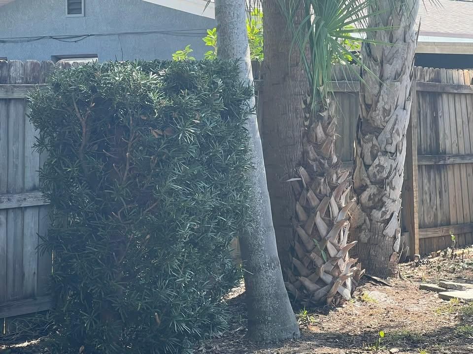 Tree Trimming for Space Coast Property Maintenance and Management LLC in Brevard County, FL