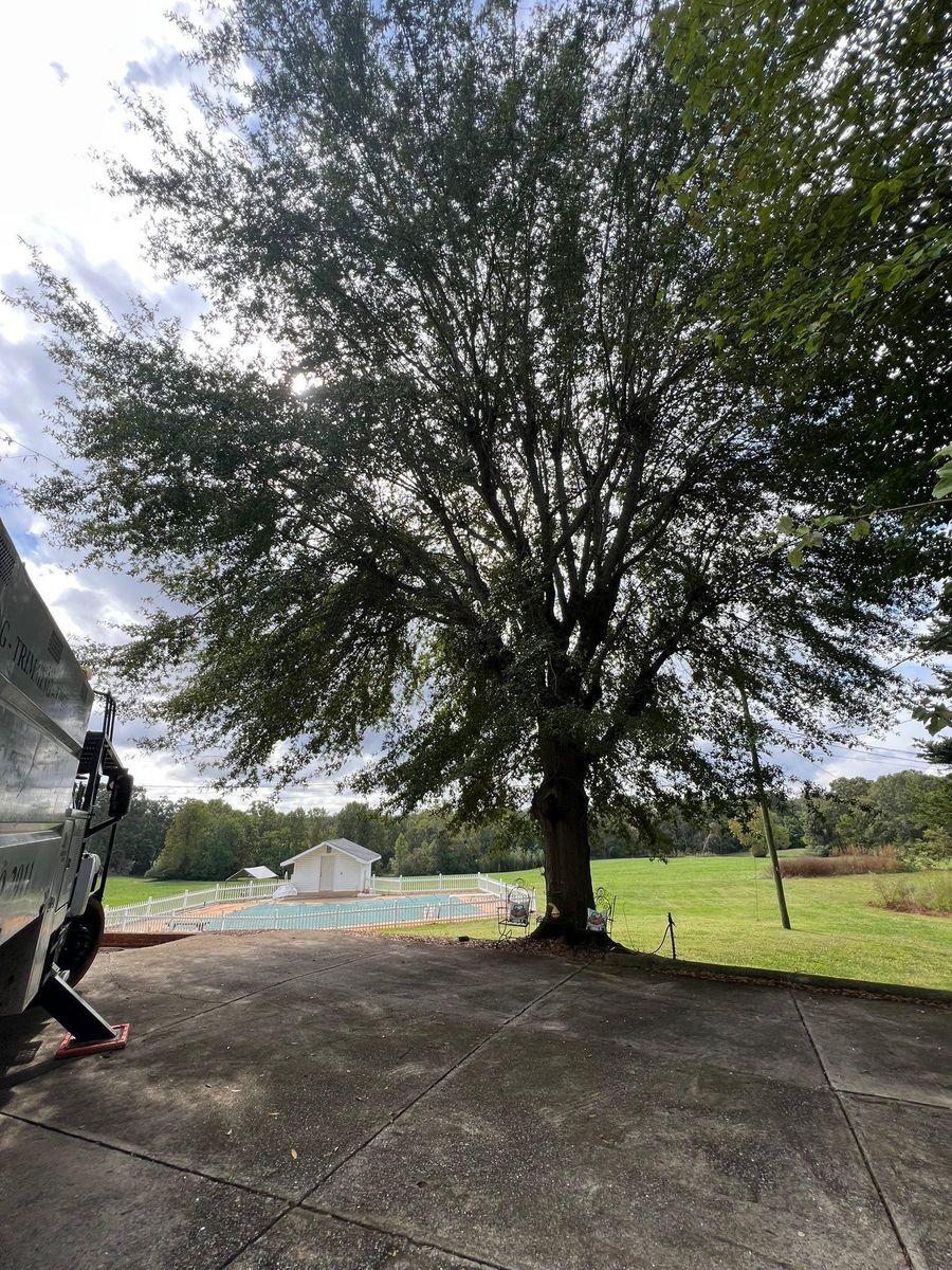 Tree Trimming for Brooks Tree Service, LLC in Casar, NC