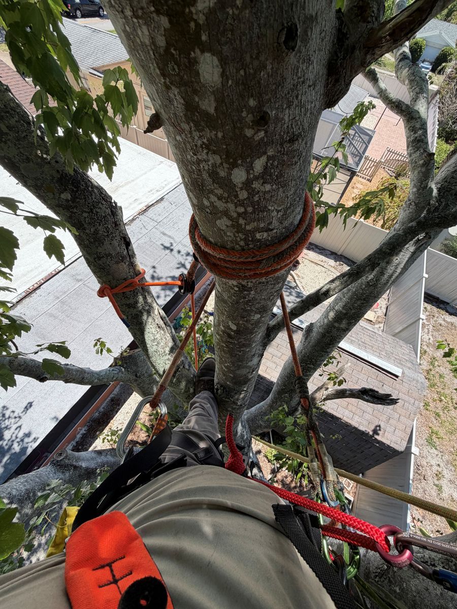 Tree Trimming for Damian’s Tree Care in Sarasota, FL