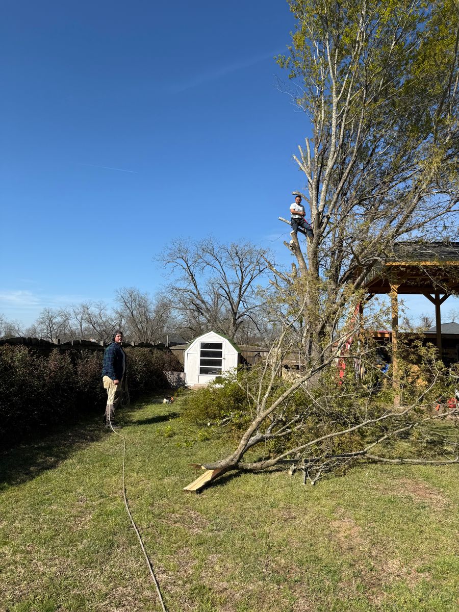 Tree Trimming for T N L - Tree and Land Service in Reynolds, GA