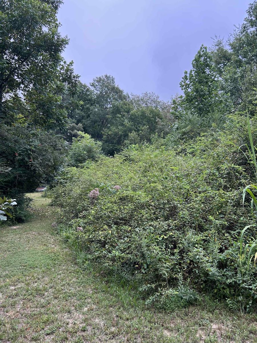Land Clearing for Z's Land Management & Forestry Mulching in Smithville, TN