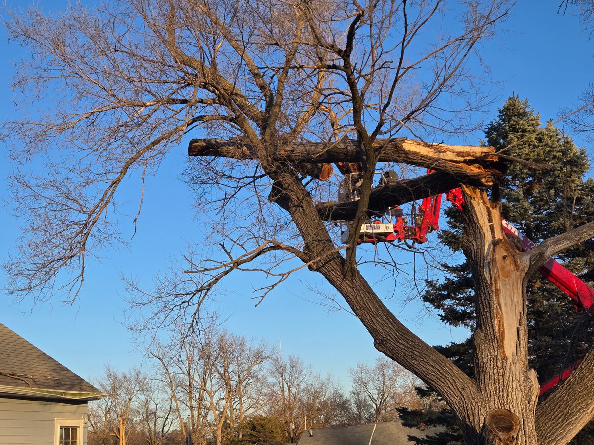 Tree Removal for Lawn Ranger Yard And Tree Service LLC in Ottumwa, IA