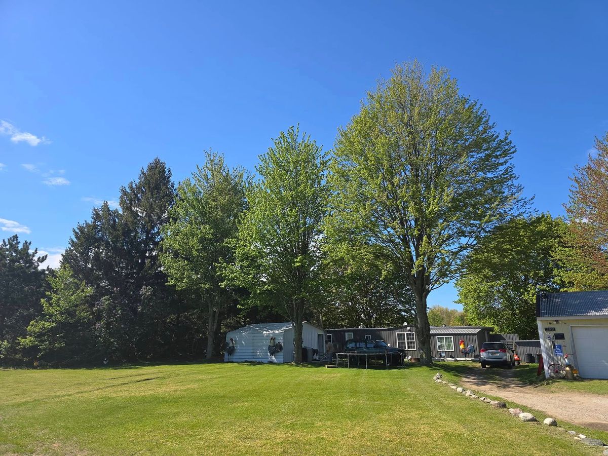 Small Tree Removal for Fred's Lawncare in Muskegon, MI
