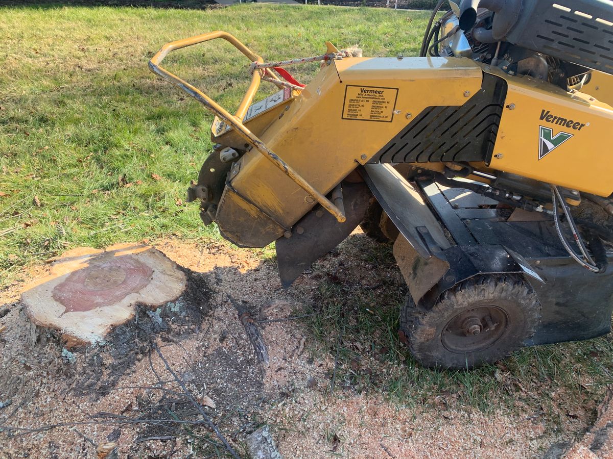 Stump Removal for Branch Out Tree Care LLC in Fredericksburg, VA