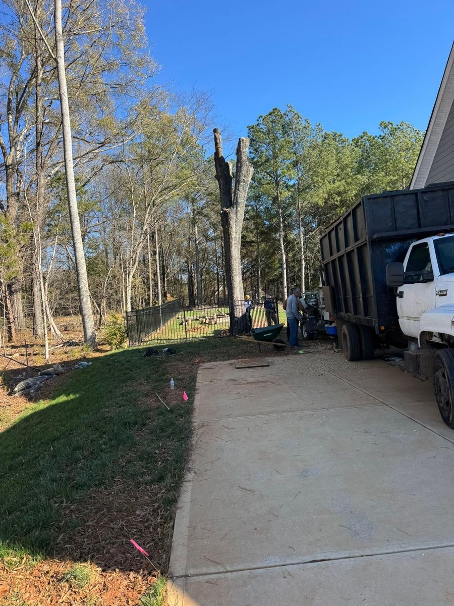 Tree Removal for Pedro's Tree Removal in Charlotte, NC