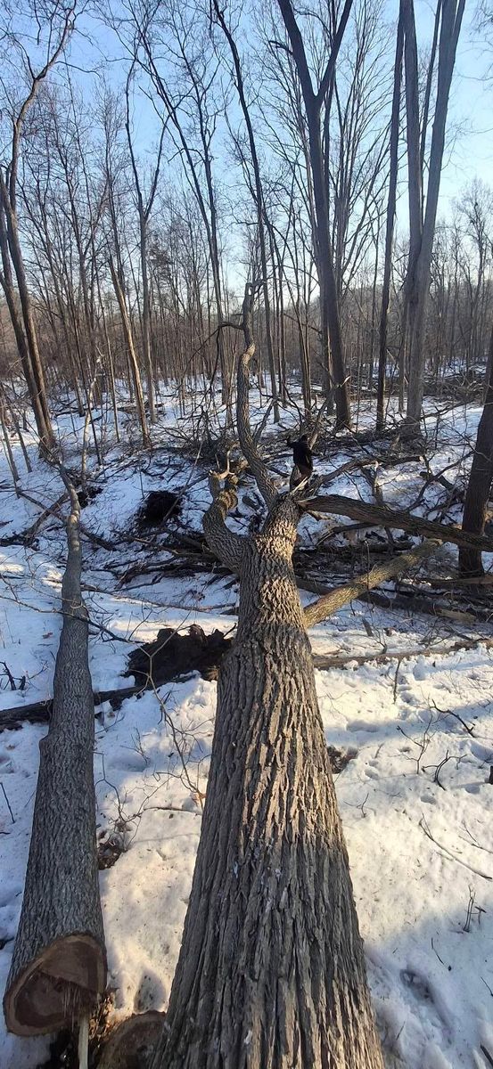 Timber Management for God's Country Timber Management in Hillsdale, MI