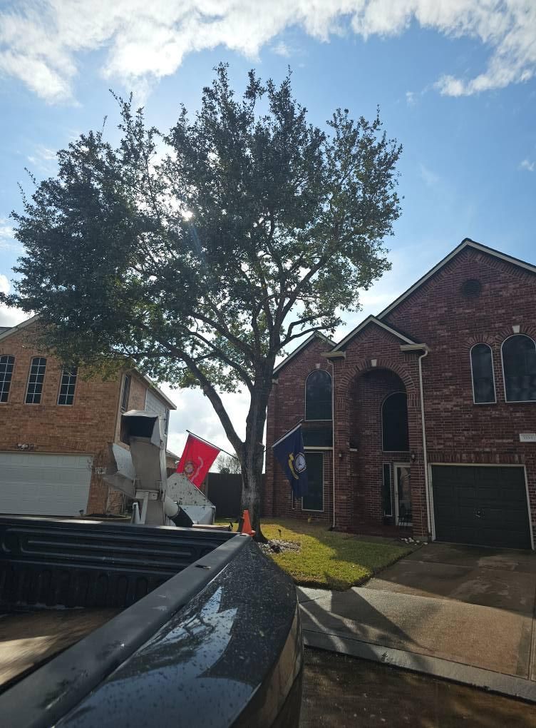 Tree Trimming for Servin's Tree Care  in Houston, TX