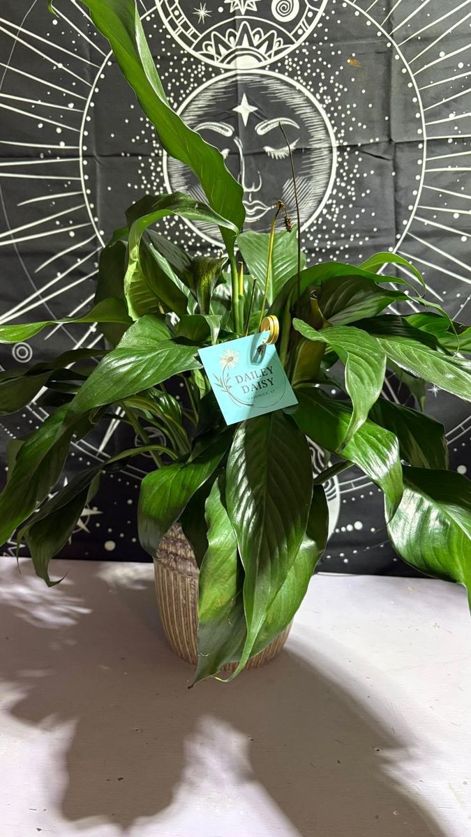 Pre-ordered Plants for The Dailey Daisy in Hardwick, VT