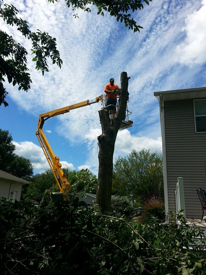 Tree Trimming for Moyer Mowing & Trucking in Clarksville,, IA