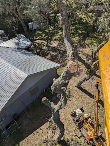 Tree Trimming for Regal Tree Service and Stump Grinding in Wauchula, FL