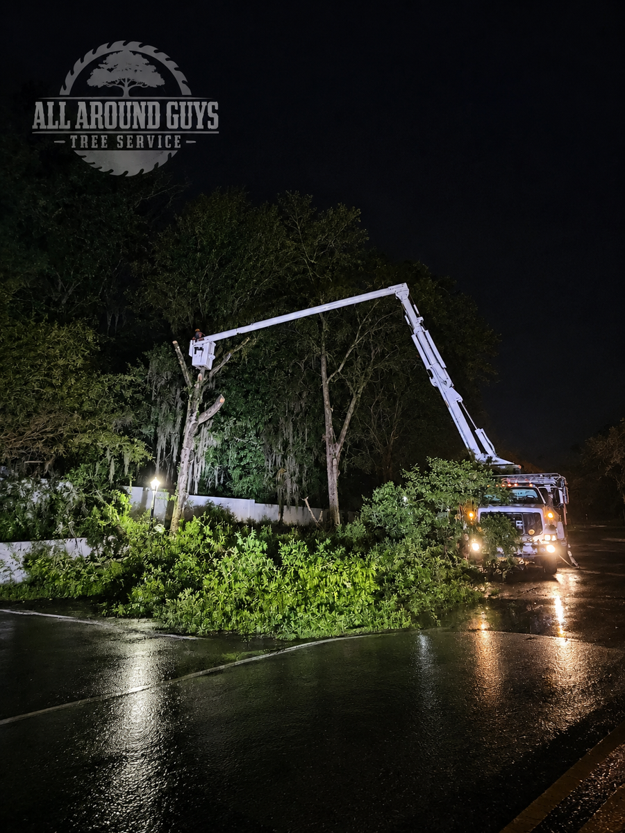 Tree Removal for All Around Guys Tree Service in Ocala, FL