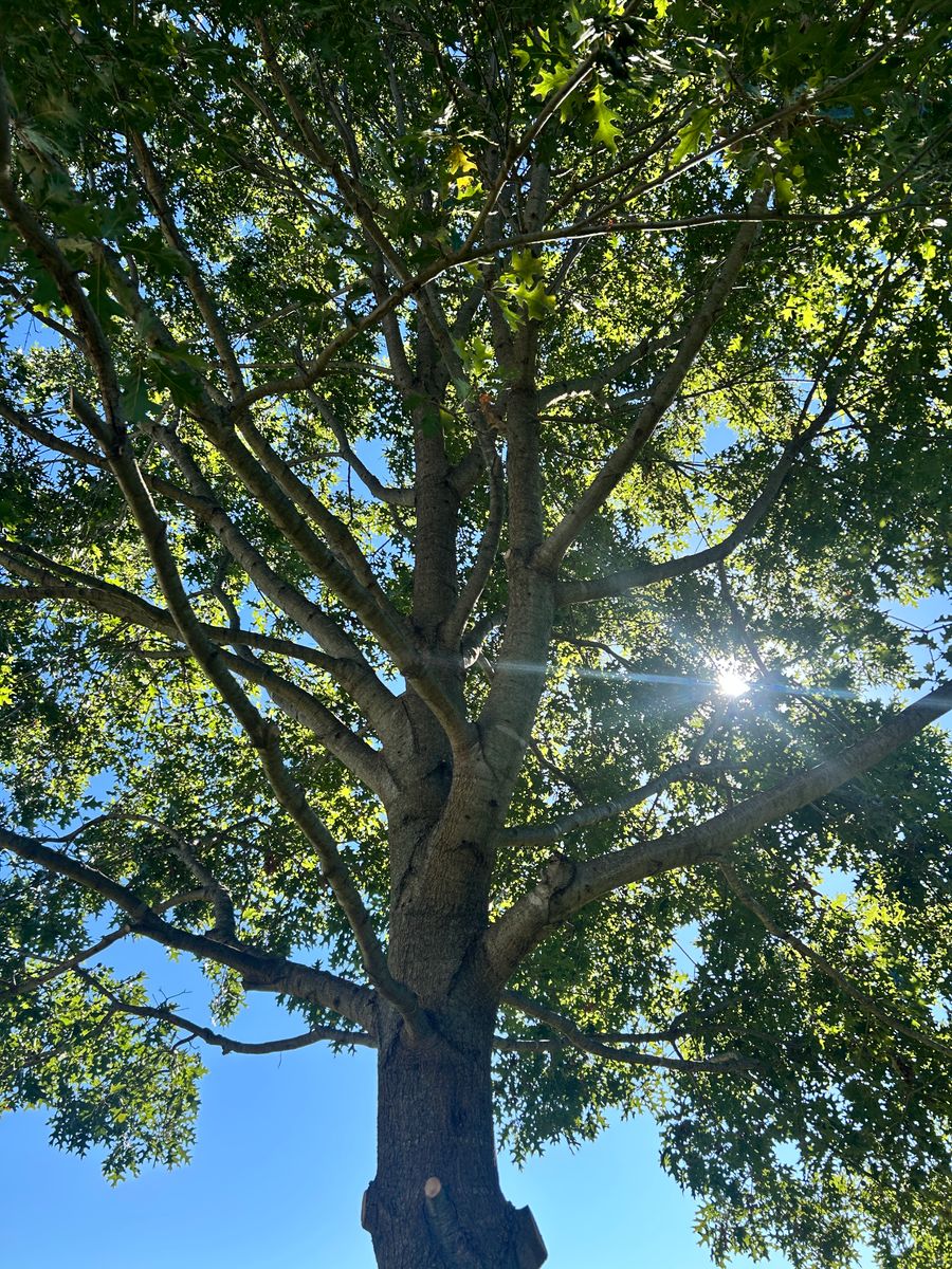 Tree Removal for Terra Steel Creations in Independence, KY