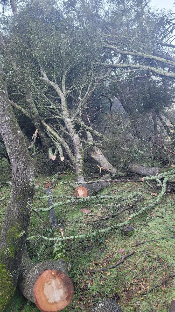 Storm Damage for George Staddan's Professional Tree Care in Placerville, CA