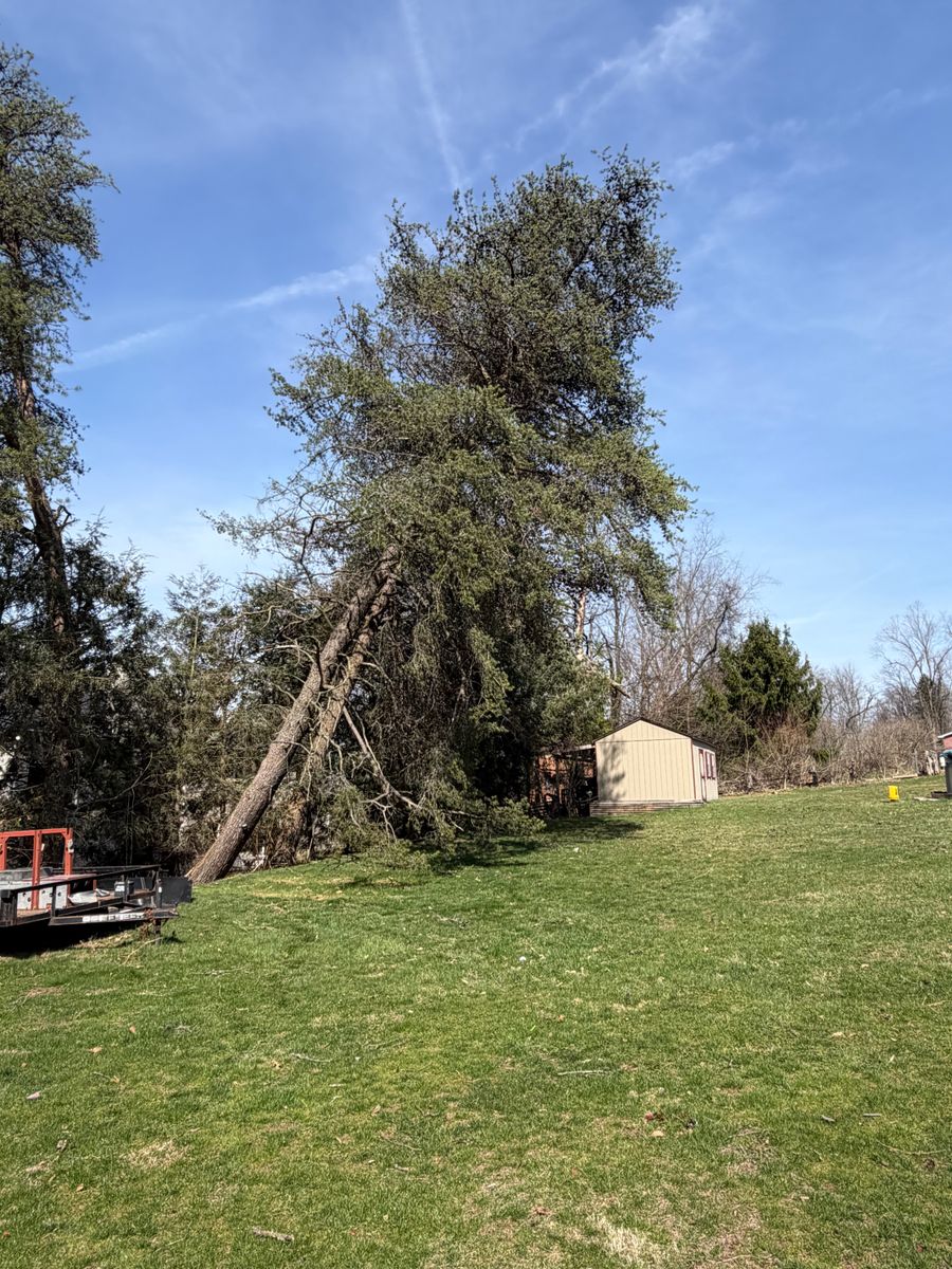 Tree Removal for Gregory Godleski Jr's Tree Service in Wexford, PA