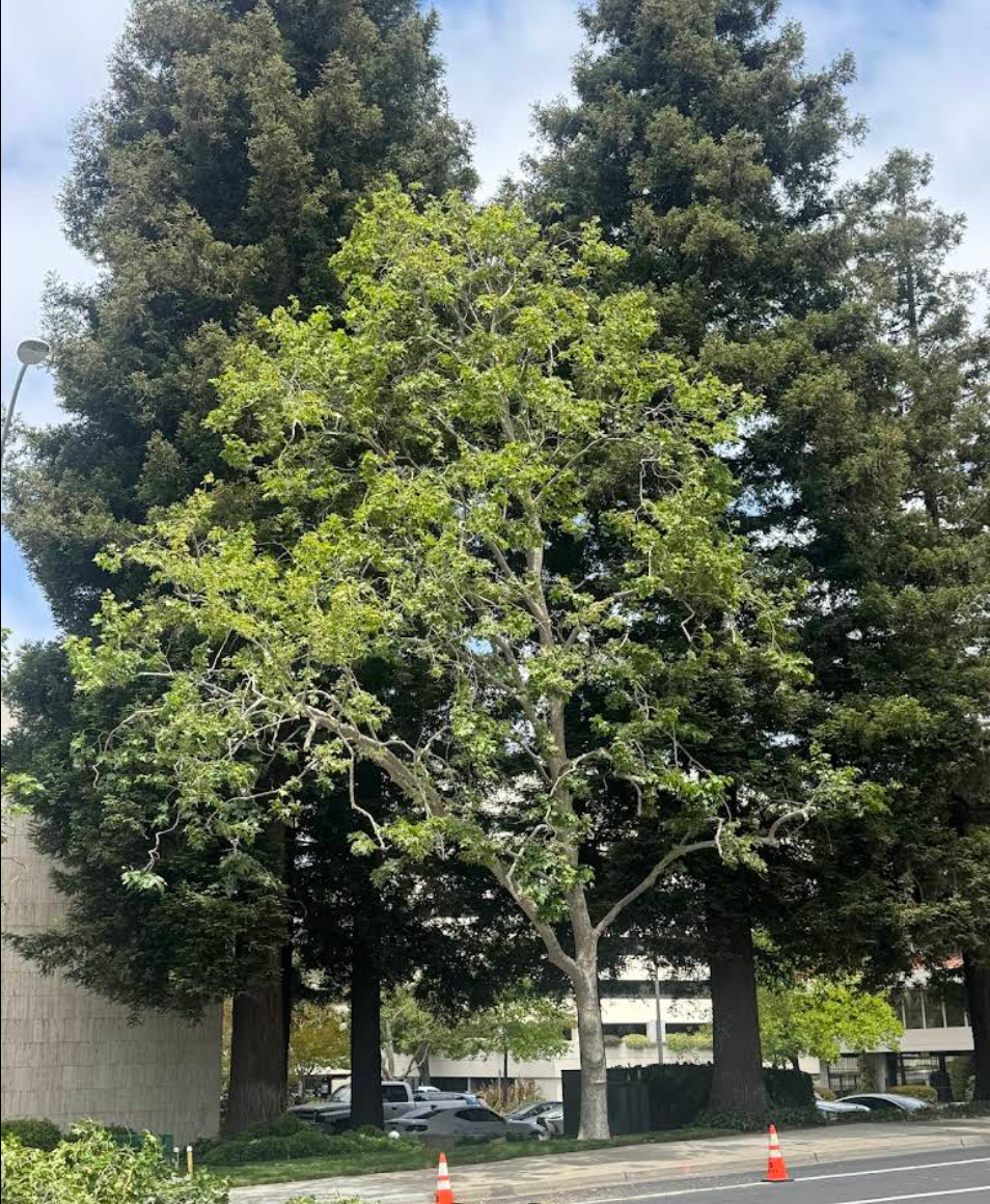 Tree Pruning for A1 Tree Care in San Jose, CA