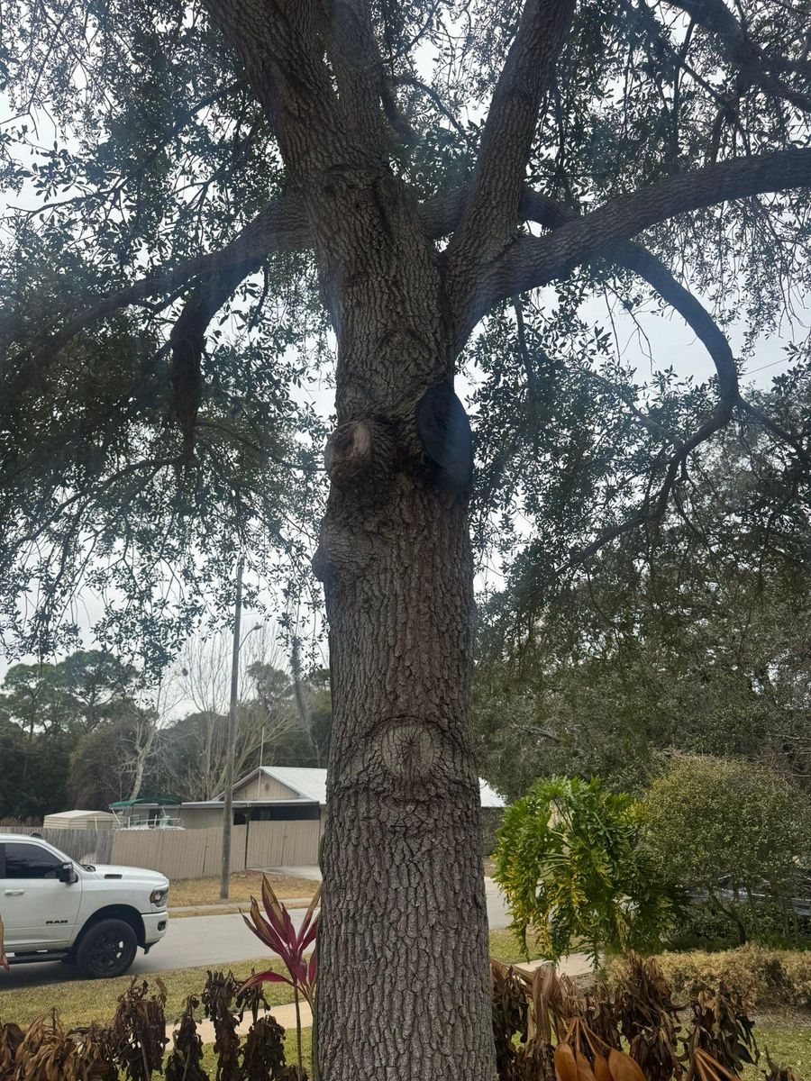 Tree Removal for Space Coast Property Maintenance and Management LLC in Melbourne, FL