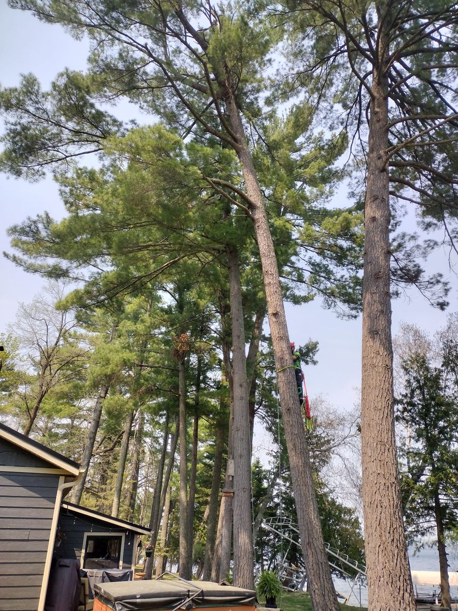 Tree Removal / Service for Dan's tree service in Bemidji, MN