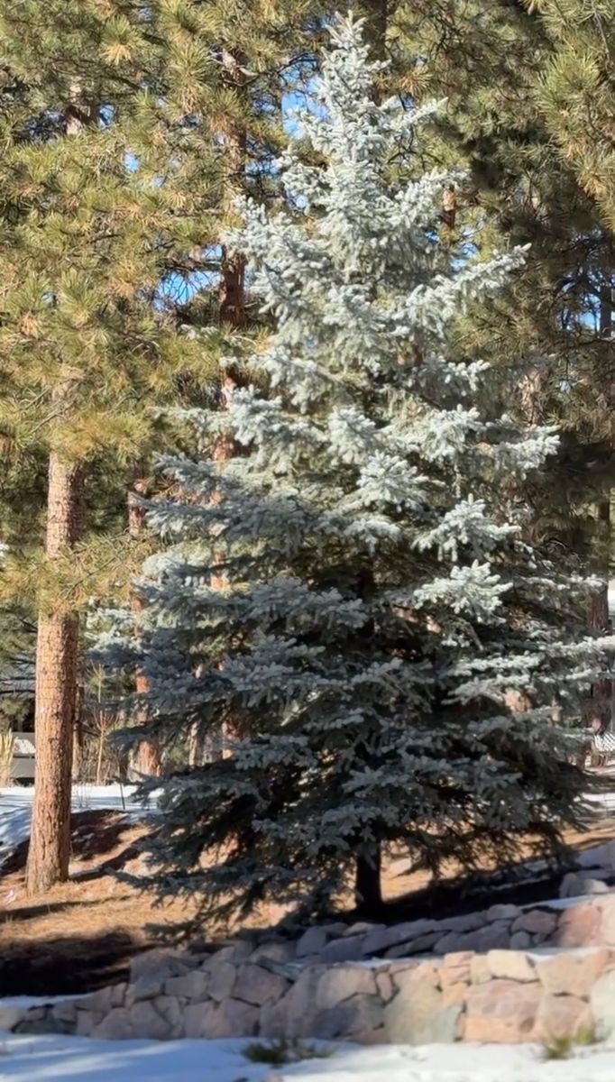 Tree & Shrub Care for Pikes Peak Landscaping in Colorado Springs, CO