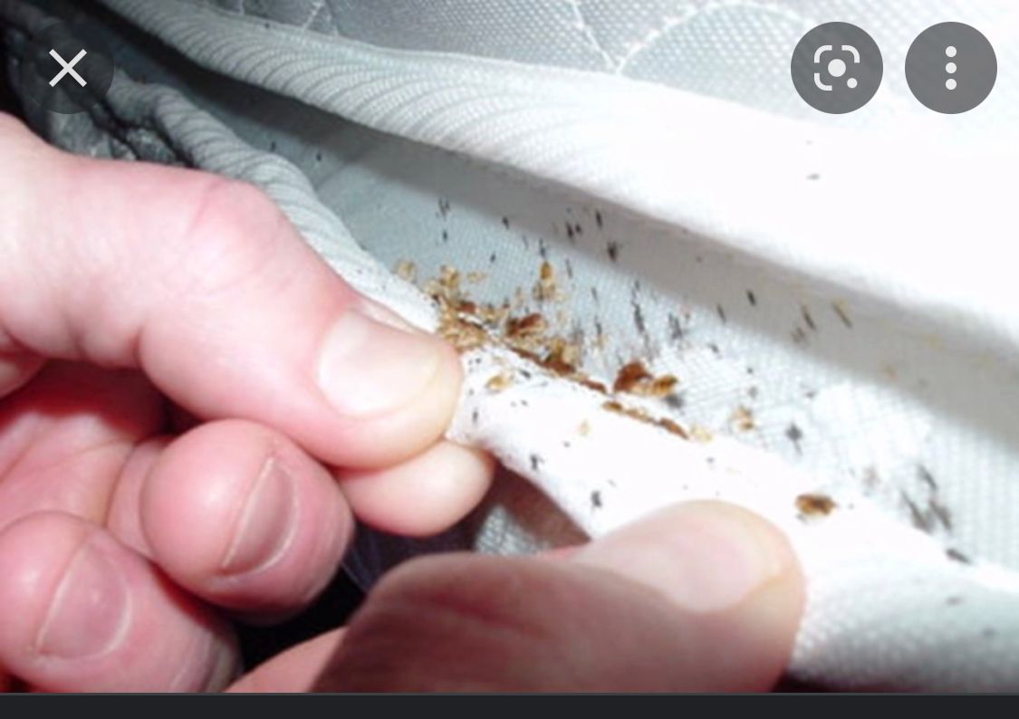 Bed Bugs for All-In Pest Control & Home Solutions in Greene County, IN