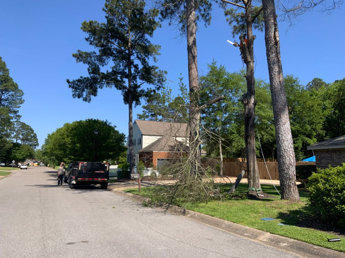 Tree Services for Broadway & McMullen Construction in Hattiesburg, MS
