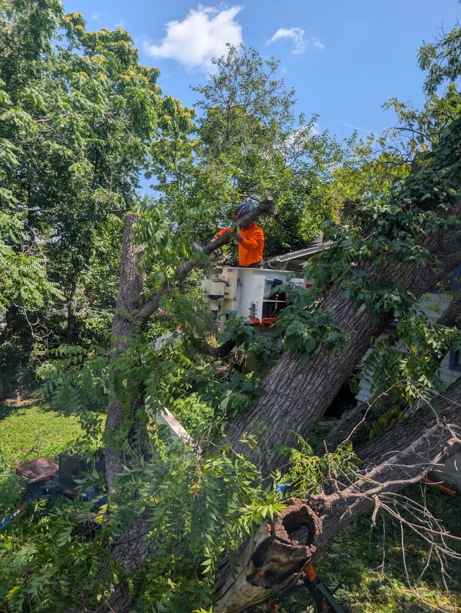 Tree Removal for Mitchell Tree Company in Lathrop, MO