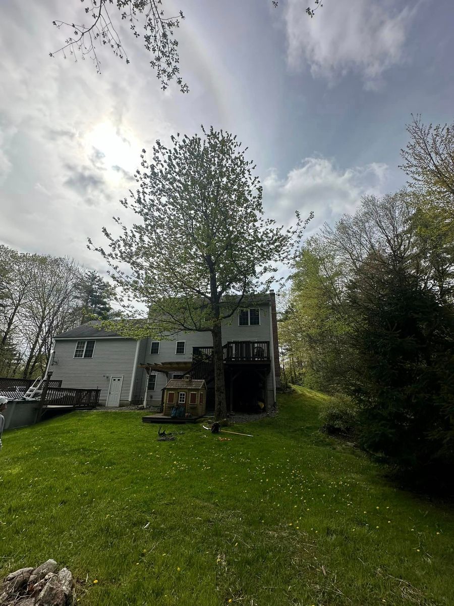 Tree Pruning for Leaf and Limb in Townsend, MA