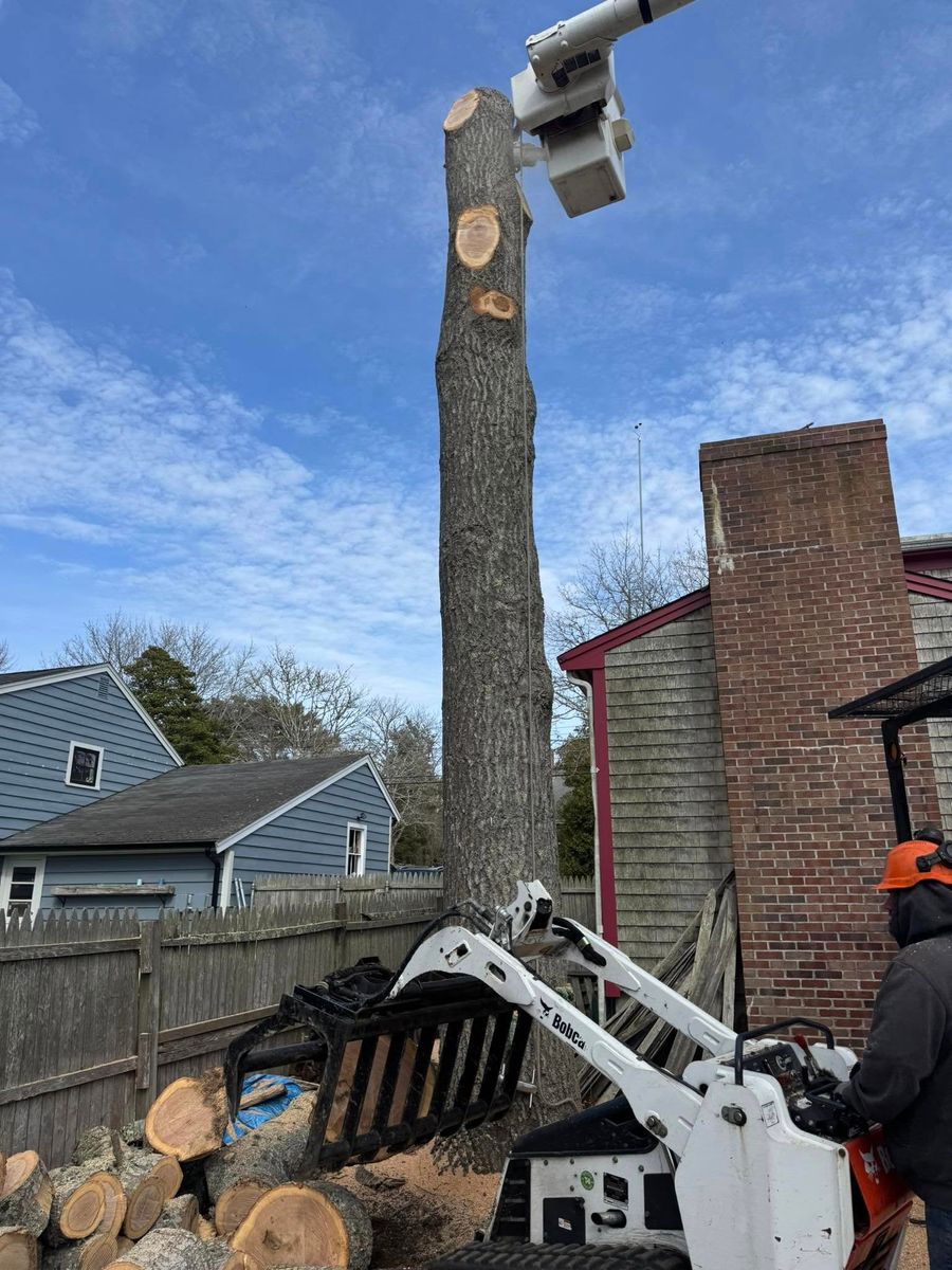 Tree Removal for Robery's Tree Service in West Wareham, MA