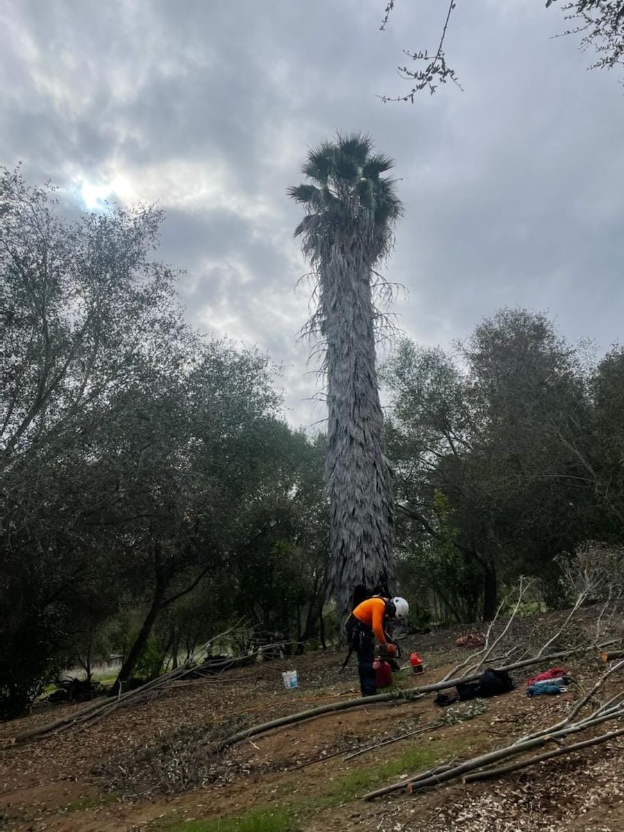 Tree removal for J.R.C Tree Services & Junk Removal in Fallbrook Junction, California