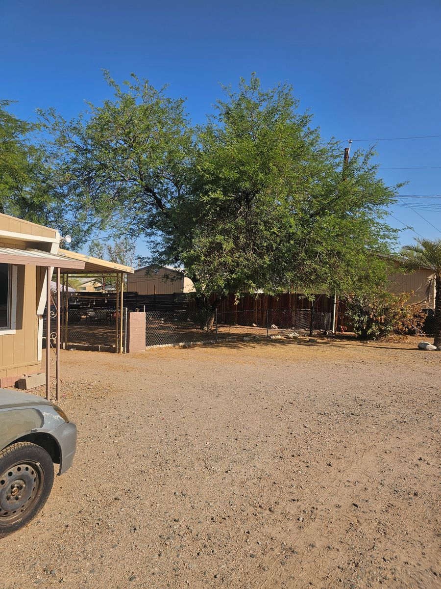Tree Removal for T's Tree Service and Firewood in Apache Junction, AZ