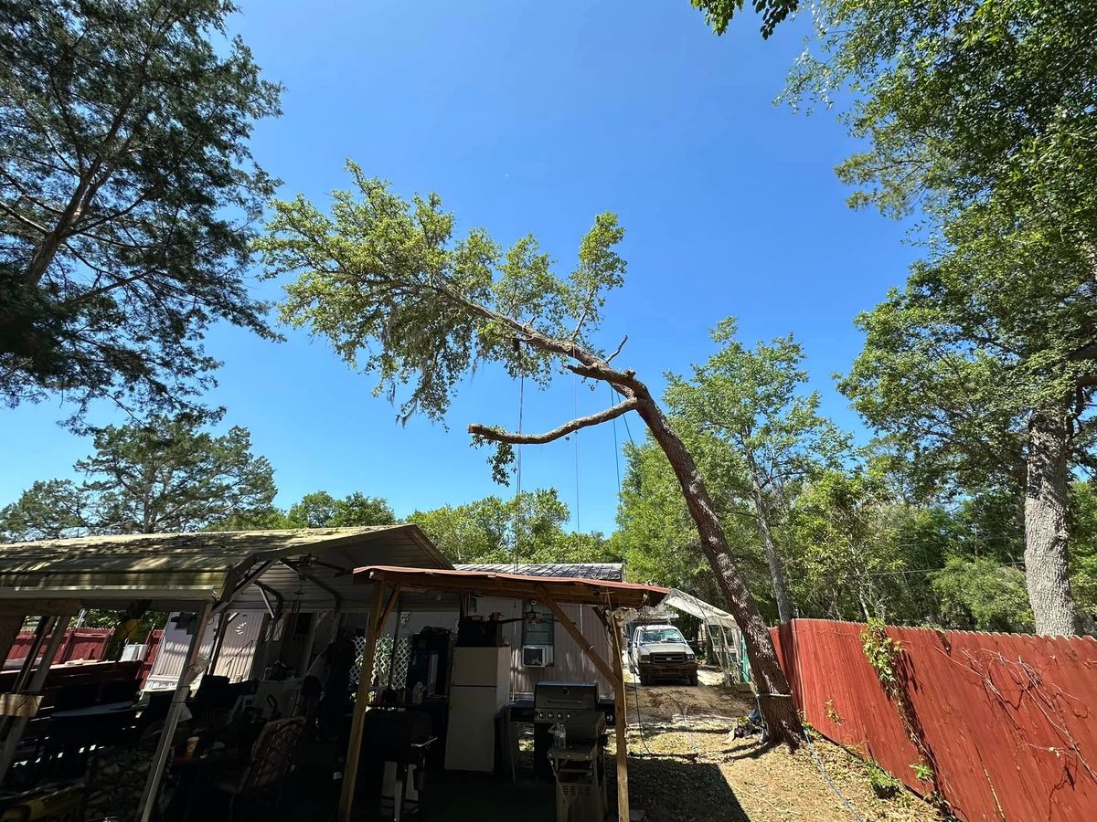 Tree Removal for Mr Timber in Ocala, FL