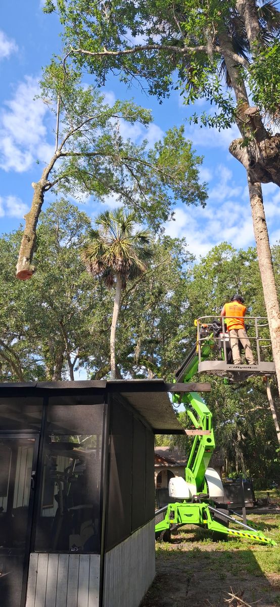 Tree Removal for Daniel Hickey’s Tree Service in DeLand, FL