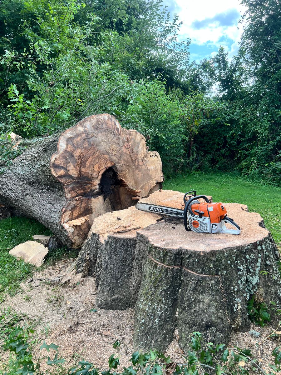 Tree Removal for Kadin’s Tree Service in North Vernon, IN