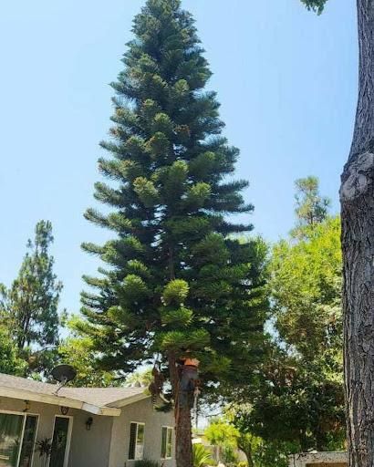Tree Trimming for Maya Tree Service in La Puente, CA