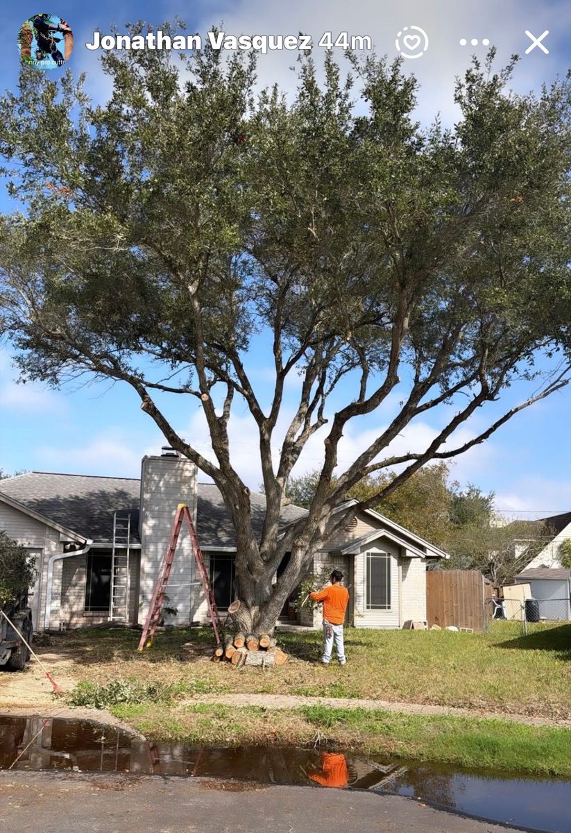 Tree Trimming for Johnnys Pro Cutters in Corpus Christi, TX