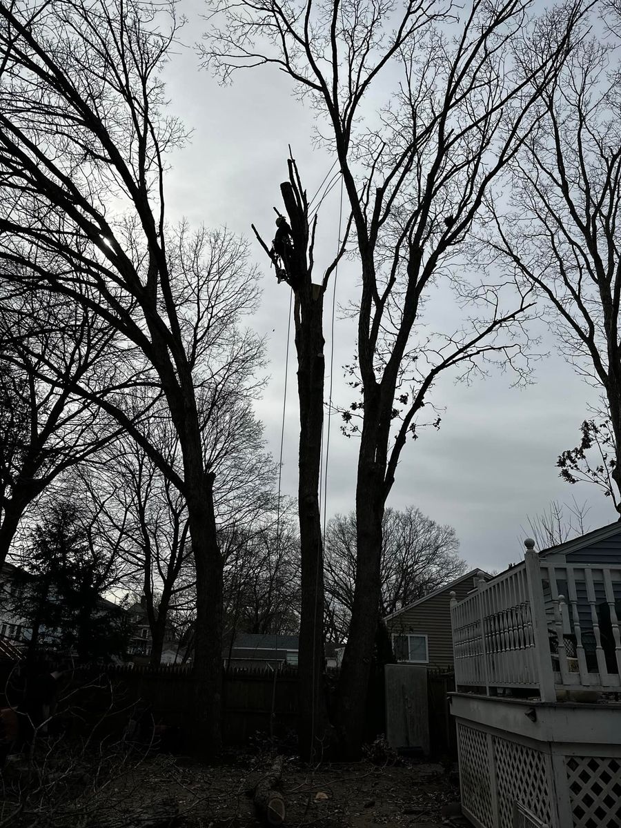 Tree Trimming for Silver City Tree and Landscape in Taunton, MA