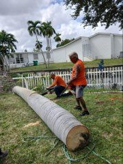 Hazardous Tree Removal for ASAP Tree Service in Sebastian, FL