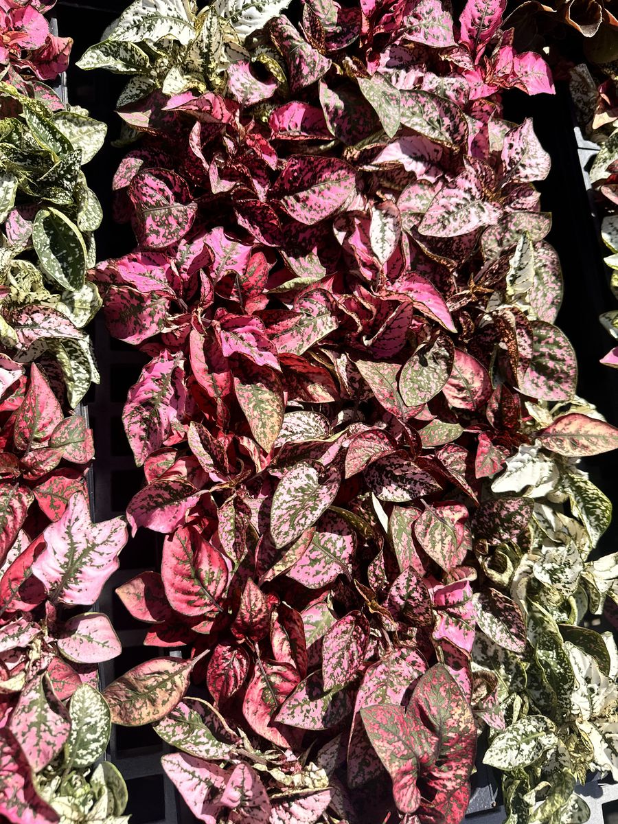 Landscape Installation for Atlas Land Design in Creekside Park, TX