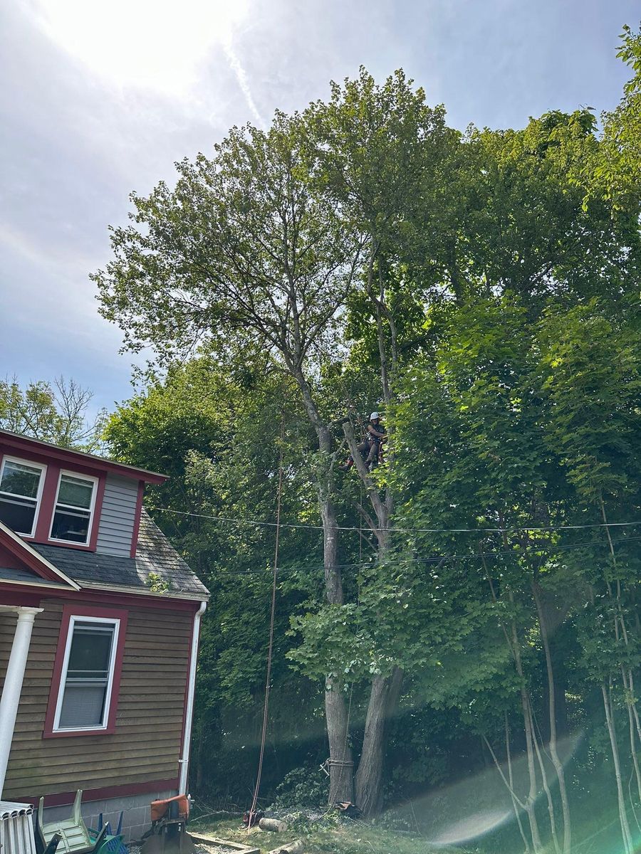 Tree Trimming for Silver City Tree and Landscape in Taunton, MA