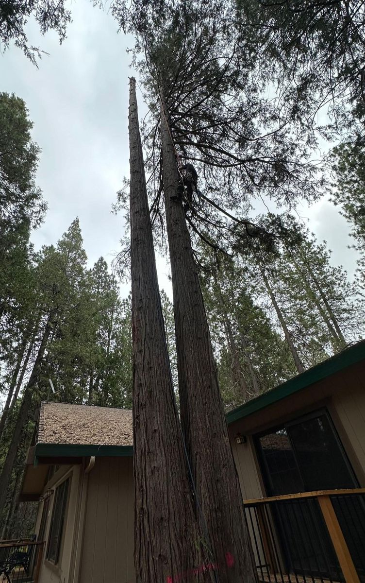 Tree Removal for Tyco Forest Management in Placerville, CA