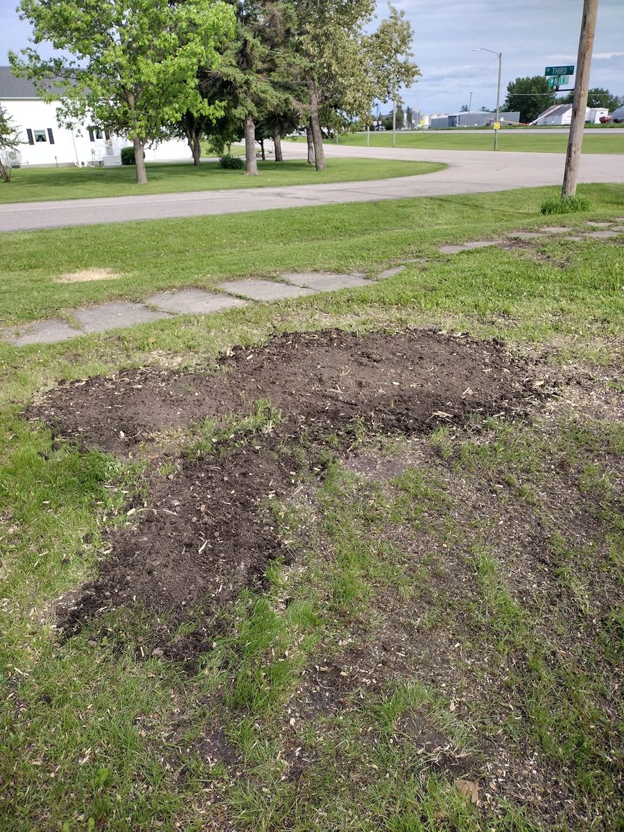 Stump Removal for Dan's tree service in Bemidji, MN