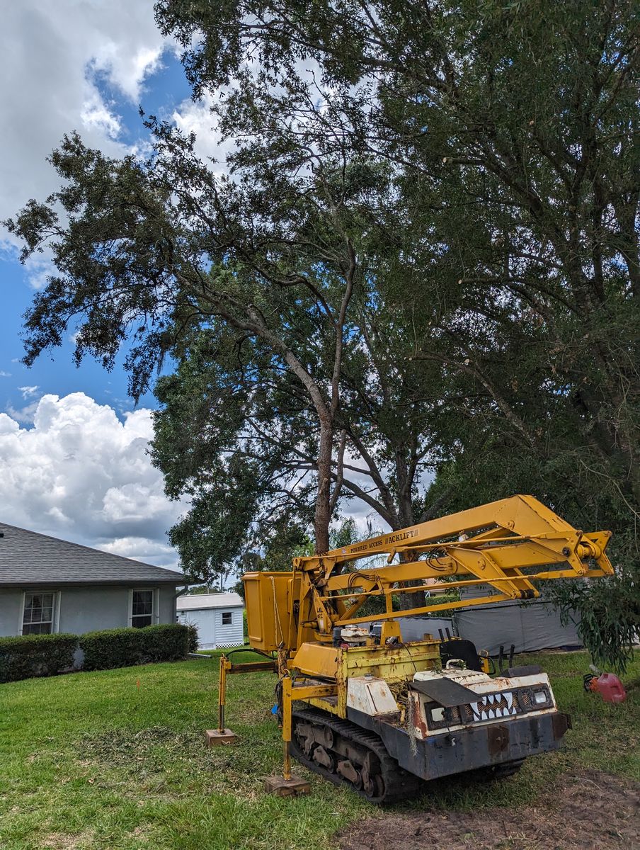 Tree Removal for Regal Tree Service and Stump Grinding in Wauchula, FL