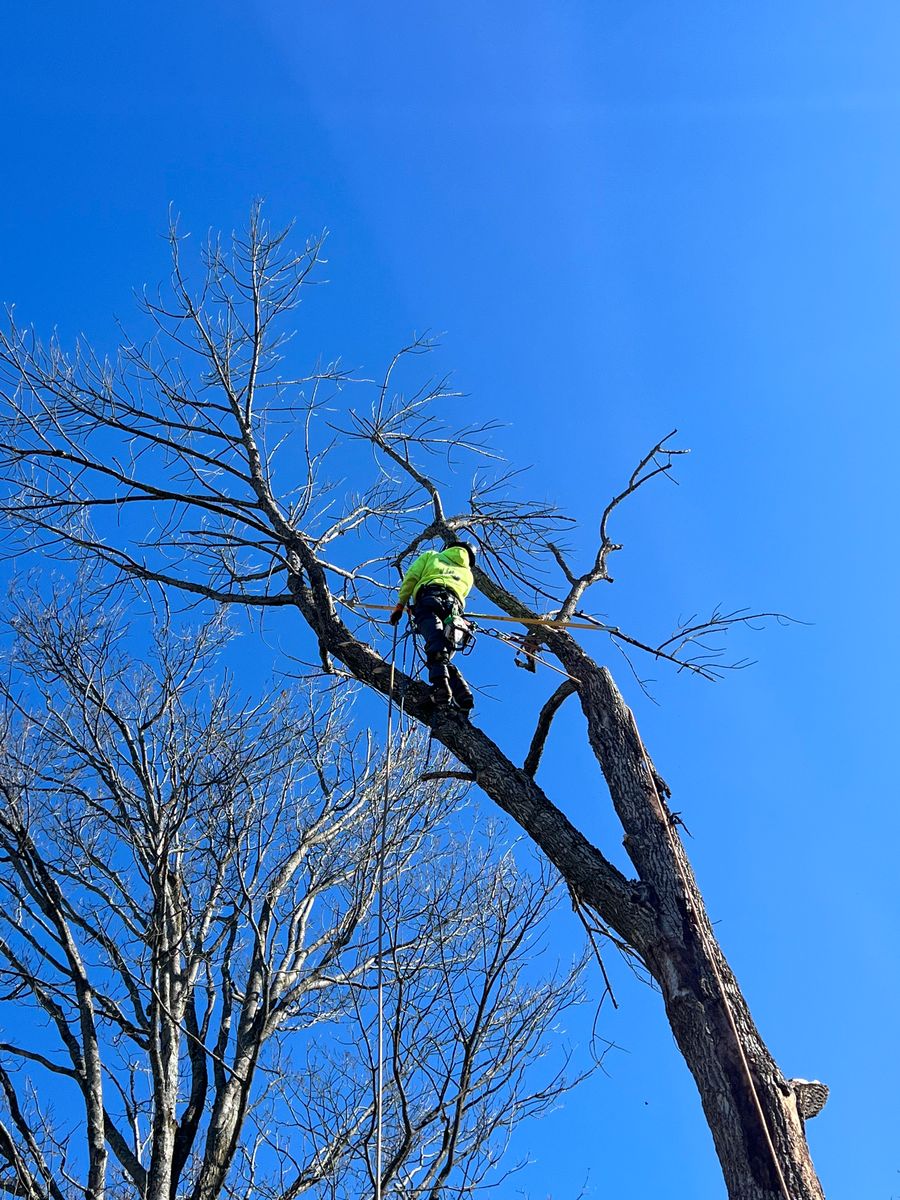 Tree Removal for Sterlings Tree Removal in Cobleskill, New York